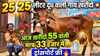 25 25 लीटर दूध वाली गाय ख़रीदो😱!! 55 वाली मात्र 33 हजार में ख़रीदो💥ट्रांसपोर्ट फ़्री🔥1 रुपया भी मत डालो