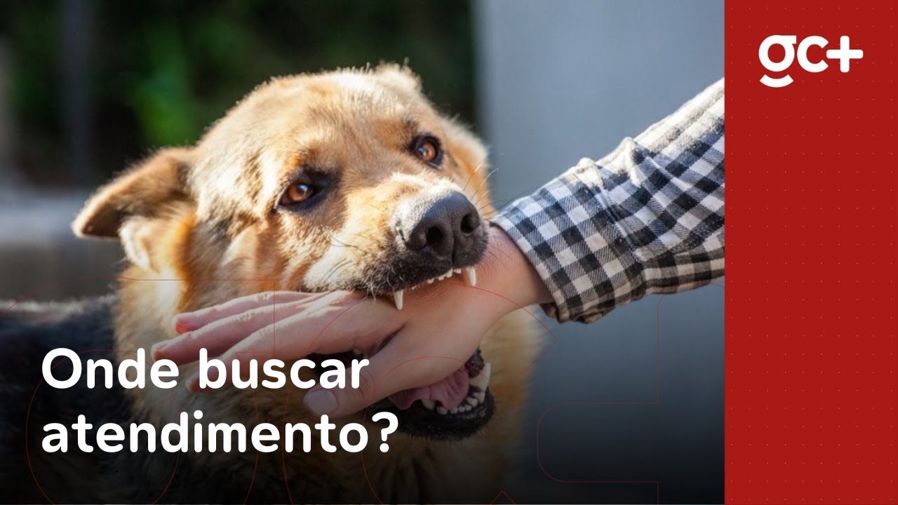 O que fazer em caso de mordida de cachorro? - YouTube