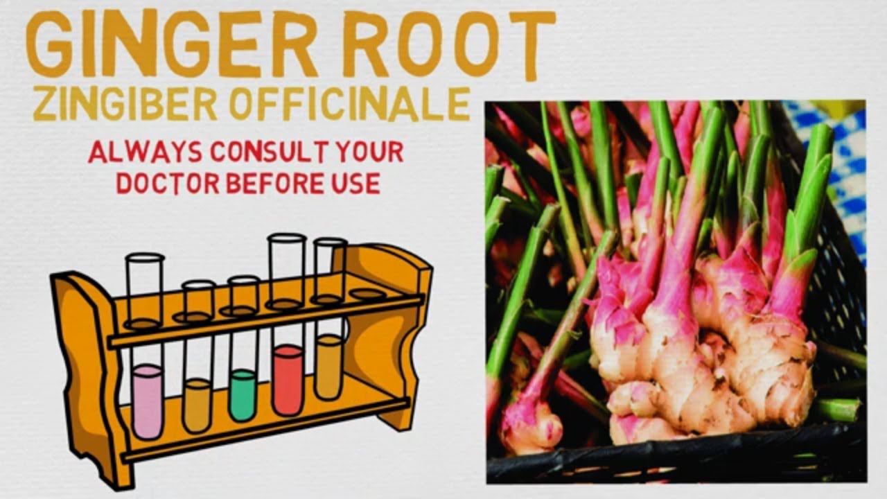 Essential Oil Breakdown: Ginger Root Oil! Benefits, Uses, and History (Aromatherapy)