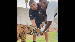 Da Baby fed Tiger 🤔🤔🤔 He scared though 🤣 🤣🤣🤣