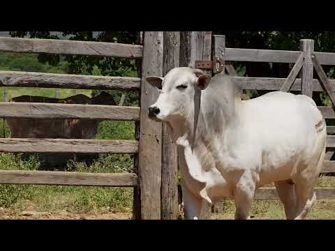 36 AgroBembom Lote36 LCFS 4439