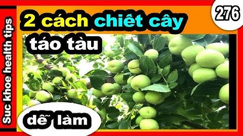 2 Cách chiết cây táo tào ĐƠN GIẢN, #276 propagating jujubes _ plant care tips,  SKHT