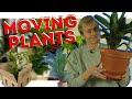 HOW TO MOVE PLANTS - MOVING TIPS 2021