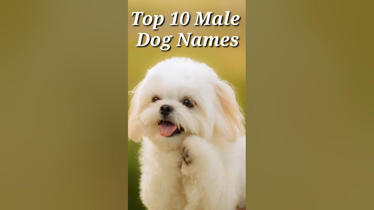 Top 10 Male Dog Names #shorts #dogs #doglover #dognames #animallover 