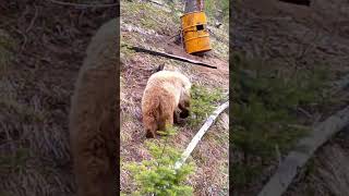 Blonde Color Phase Black Bear at the Bait site