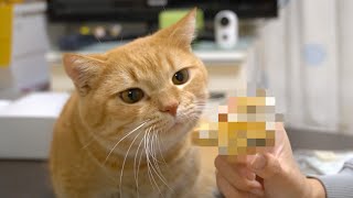 【実食】大好きなプリンをついに食べることにしました！-I decided to eat pudding.-