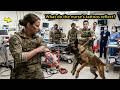 The K9 Guarded a Fallen SEAL — Until the Nurse’s Tattoo Made Him Step Aside