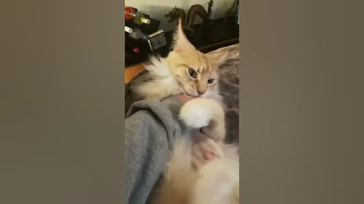 Video 4488671: mainecooncat mainecoons, catlover kitty mainecooncats pet, mainecooncats kitten catlover