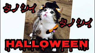 ハロウィン】魔女っ娘猫とのハロウィンパーティー！ vol.17 - YouTube