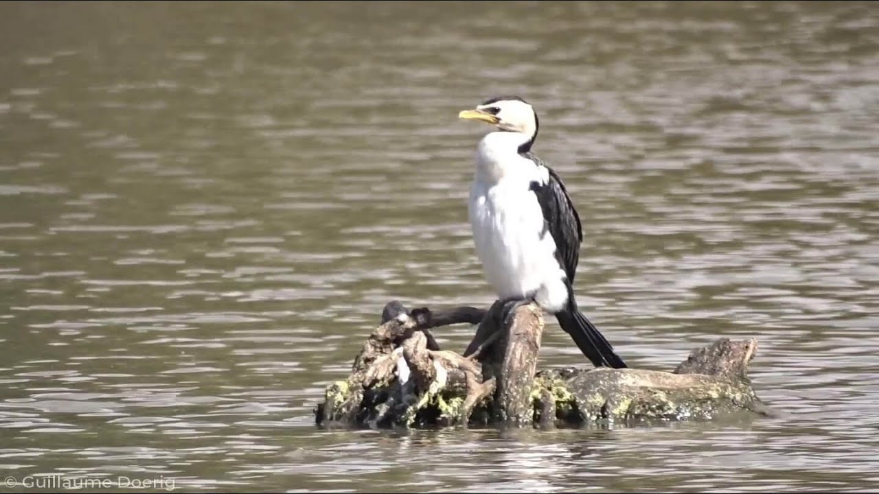 Little Pied Cormorant (Microcarbo melanoleucos) | Browns Lagoon, Albury, New South Wales (AUSTRALIA)