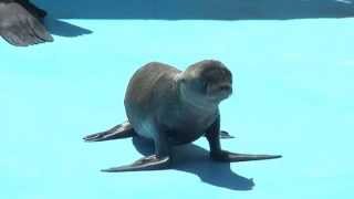 introducing New Sea Lion Pup at  Six Flags Discovery Kingdom