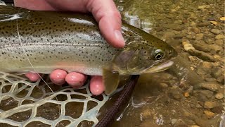 Fun Day On The Water Using Spawn Materials - Coastal Cutthroat Fishing