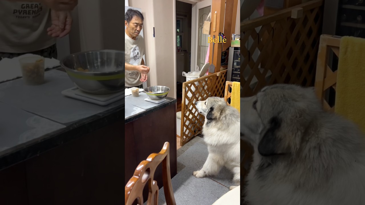 Belle #greatpyrenees #todaysrunrun - YouTube