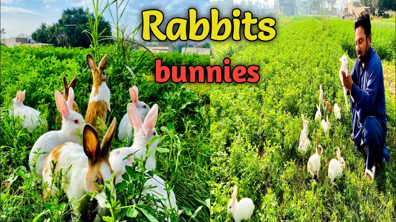 Aj Barash kahn kahn hoi 🤩 Rabbits baby ko barash k bad Bahir ly gy 🤩 ️ ...