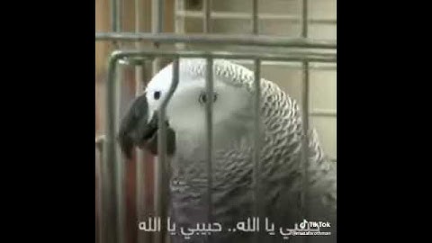 طائر يقرا سورة الإخلاص ماشاء الله😍😍