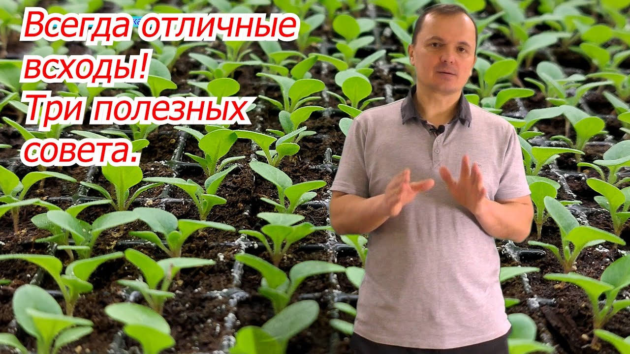 Семена взойдут щёткой - три совета, как этого добиться!
