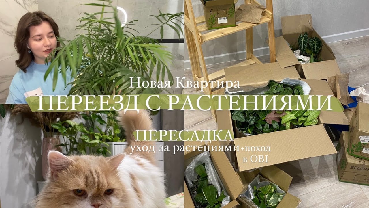Мой переезд || пересадка, уход за растениями | иду в OBI