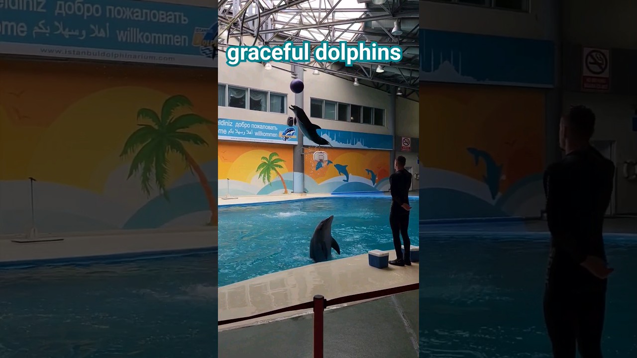 graceful dolphins in the Istanbul Dolphinarium 
