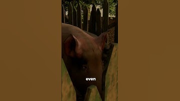 "If a Pig Stares at You... RUN!".. #animation#trending  #popular