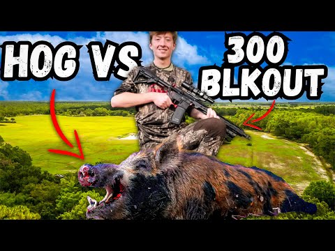 Ultimate Showdown: AR-15 300 Blackout vs Wild Hog