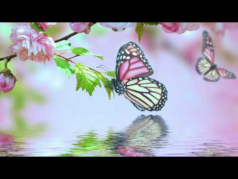雨蝶- 張靚穎 & 鄧紫棋 [Cover]