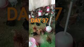 Bagga Singh poultry farm4, 2026. DAY. 37. #🐤