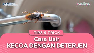 Ampuh, Ini Cara Usir Kecoa dengan Deterjen