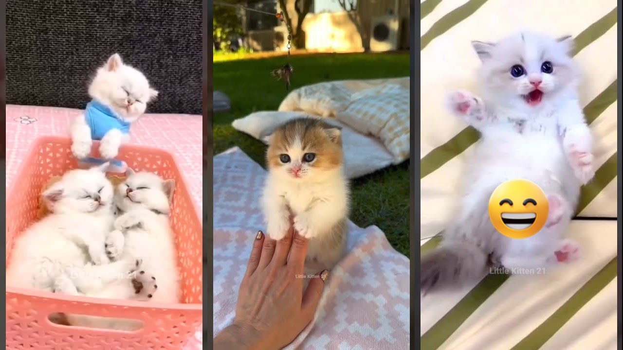 Cute Cats 🐕 New Funny Cats 2024 😻 