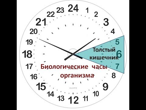 Канал толстой кишки в китайской медицине. Микробы для детей. Меридиан толстой кишки в китайской медицине. Как заставить кишечник работать как часы. Кишечник картинка с описанием.