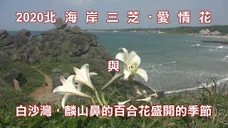 2020北海岸三芝‧愛情花與白沙灣‧麟山鼻百合花盛開的季節 