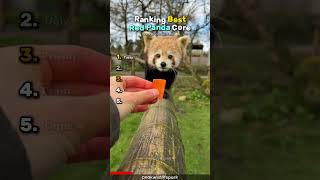 Ranking Best Red Panda Core🥰