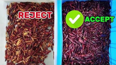 Chili Color Sorting Machine | Remove Flower Skin, Moldy & Defective Chili Peppers | 99.99% Accuracy