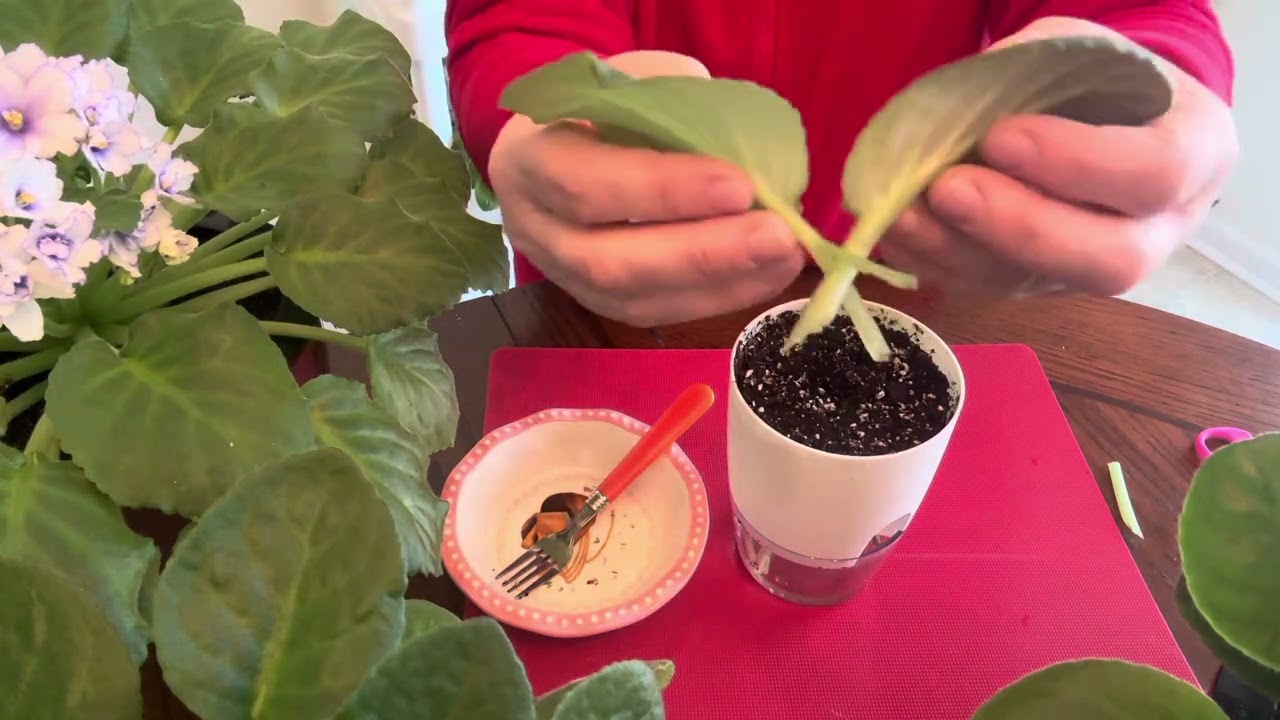 🔥MENEKŞE HİBRİTLEME NASIL YAPILIR❓Çok farklı bir YÖNTEM‼️BU YÖNTEM ÇOK KONUŞULUR‼️Hiç bir yerde YOK