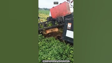 Operating peanut harvester in farmland fast harvest worktool peanut machine