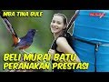 Bule beli MURAI BATU Peranakan Juara buat kontes