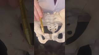 Pelvic Brim, Bony landmarks