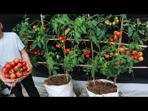 Video: Tips Menanam Tomat Roma - Cara Berkebun