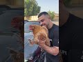 عطيت القطة سيارة  المراه اكسبلور المراره ضحك العريفي كوميديات  السعوديه