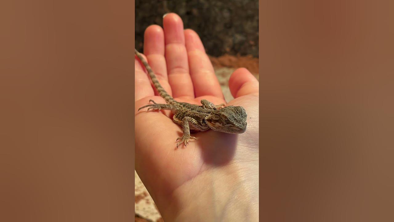 Warum ist die Winterruhe wichtig? ⛄️ #bartagame #echsen #exoten #reptil ... - Maxres2