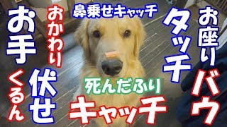 ジョイの小技を自慢する動画 ゴールデンレトリバー ジョイ