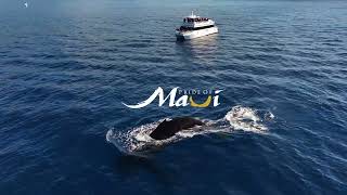 Incredible Whale Sightings Aboard The Pride Of Maui Elua