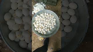 Egg Boled Snacks 123