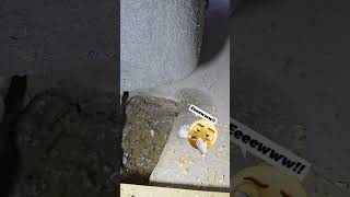 New construction phase inspection finds floating tub, plumbing issues, standing water.