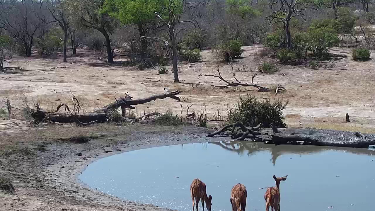 camera iphone 8 plus apk Djuma: Sights and sounds - 12:40 - 10/07/19