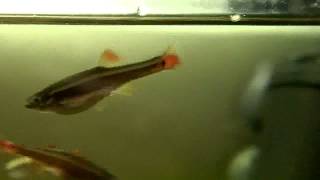 Fry, adult fish and their aquarium before changing. they bred by
themselves, probably after a temperature raise.