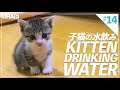 子猫の水飲み