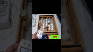 Control Egg Turner Using Two Digital Timers (CN101A AND TIMER RELAY) || Tocf Tech #Shorts #Vertical
