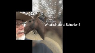 * Natural Selection & Wild Horses  Genuine research that looks into the behavioral ecology & eth...