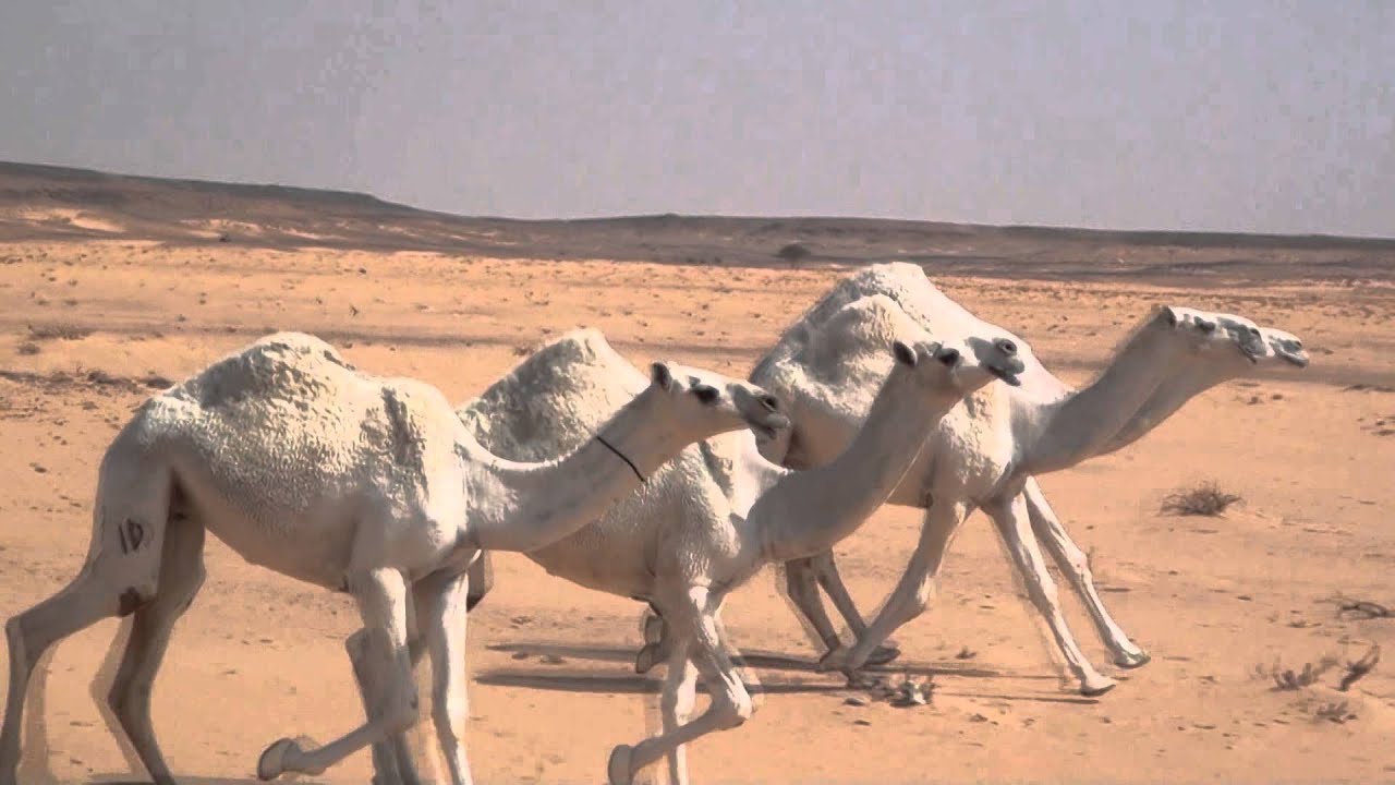 منقية ماجد بن مصلح بن دهيران العمراني العميري الجزء الثاني