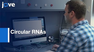 Circular RNAs Analysis by Alu Element Containing Minigenes | Protocol Preview